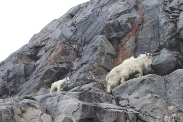 Mountain Goat and kid or baby goat go for a stroll on the sheer side of a cliff in Alaska