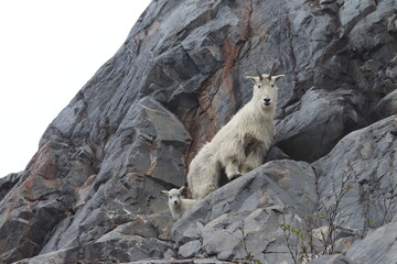 Mountain Goat and kid or baby goat go for a stroll on the sheer side of a cliff in Alaska