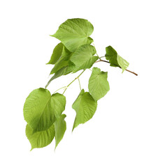 Branch of linden tree with young fresh green leaves isolated on white. Spring season