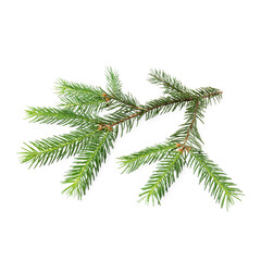 Green pine tree branch isolated on white
