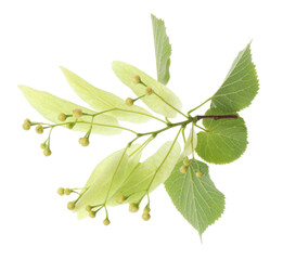 Branch with linden flowers and leaves isolated on white