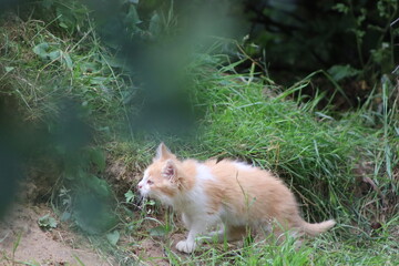 a small kitten near a warehouse with firewood