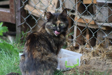 a small kitten near a warehouse with firewood