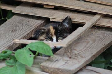 a small kitten near a warehouse with firewood