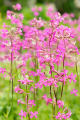Sticky catchfly or Silene Viscaria plant in Saint Gallen in Switzerland