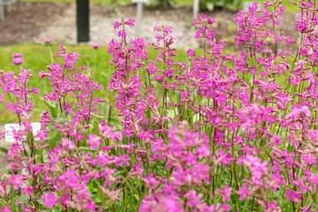 Obraz premium Sticky catchfly or Silene Viscaria plant in Saint Gallen in Switzerland