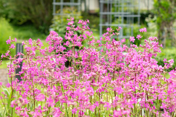 Obraz premium Sticky catchfly or Silene Viscaria plant in Saint Gallen in Switzerland