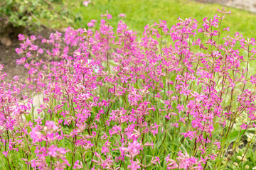Obraz premium Sticky catchfly or Silene Viscaria plant in Saint Gallen in Switzerland