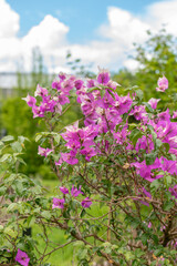 Bougainvillea X Buttiana plant in Saint Gallen in Switzerland