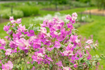 Fototapeta premium Bougainvillea X Buttiana plant in Saint Gallen in Switzerland
