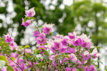 Bougainvillea X Buttiana plant in Saint Gallen in Switzerland