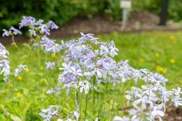 Creeping Phlox or Phlox Stolonifera plant in Saint Gallen in Switzerland