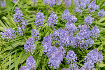 Obraz premium Dalmatian scilla or Scilla Litardierei plant in Saint Gallen in Switzerland