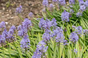 Obraz premium Dalmatian scilla or Scilla Litardierei plant in Saint Gallen in Switzerland