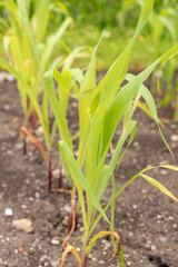 Obraz premium Corn or Zea Mays plant in Saint Gallen in Switzerland