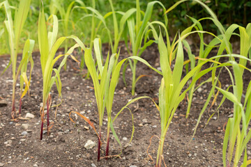 Obraz premium Corn or Zea Mays plant in Saint Gallen in Switzerland