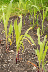 Corn or Zea Mays plant in Saint Gallen in Switzerland