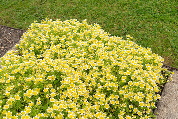 Poached egg plant or Limnanthes Douglasii plant in Saint Gallen in Switzerland