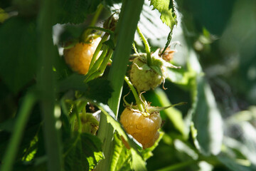 Berries of ripe white, coarse, sweet and delicious raspberries spike on branches in garden close up