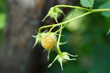 Berries of white, coarse, sweet and delicious raspberries spike on branches in the garden