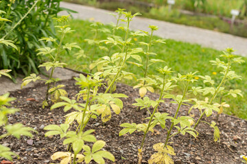 Spiny spider flower or Cleome Spinosa plant in Saint Gallen in Switzerland