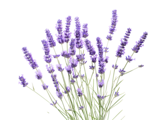 a bunch of purple flowers