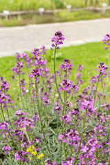 Erysimum Bicolor plant in Saint Gallen in Switzerland