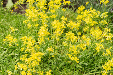 Obraz premium Erysimum Pulchellum plant in Saint Gallen in Switzerland