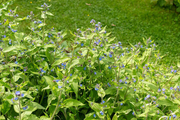 Green alkanet or Pentaglottis Sempervirens plant in Saint Gallen in Switzerland