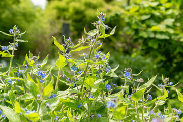 Green alkanet or Pentaglottis Sempervirens plant in Saint Gallen in Switzerland