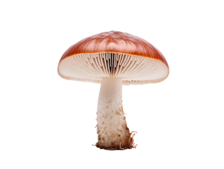 a mushroom with a brown cap