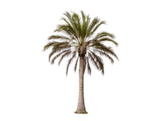 a palm tree with a white background