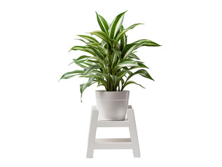 Fototapeta premium a plant on a stool