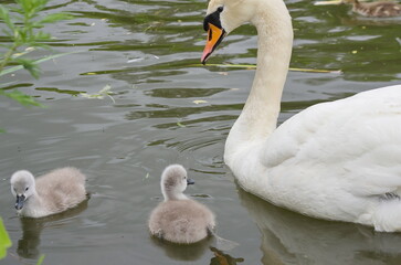 A swan family with chicks. 