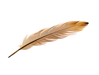 a feather on a white background