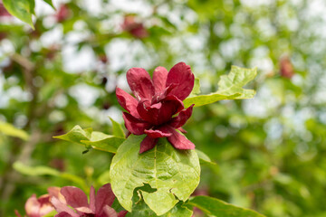 Chinese sweetshrub or Sinocalycanthus Chinensis plant in Saint Gallen in Switzerland