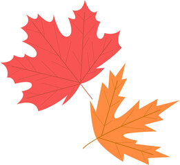 maple leaves isolated on white background