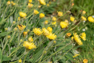 Hieracium Peleterianum plant in Saint Gallen in Switzerland