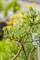 Pyrenean willow or Salix Pyrenaica plant in Saint Gallen in Switzerland