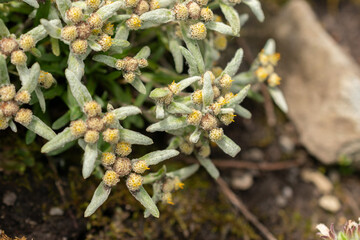 Leontopodium Pusillum plant in Saint Gallen in Switzerland