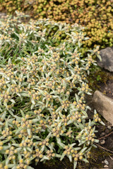 Leontopodium Pusillum plant in Saint Gallen in Switzerland