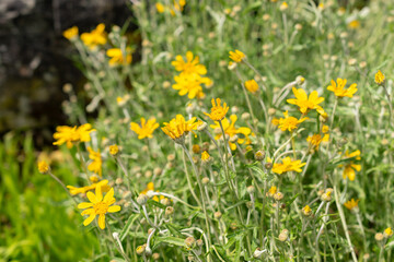 Obraz premium Common woolly sunflower or Eriophyllum Lanatum plant in Saint Gallen in Switzerland