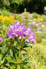 Rhododendron Ponticum plant in Saint Gallen in Switzerland