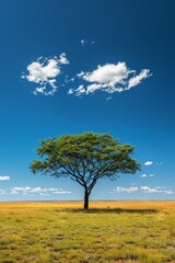 Fototapeta premium Lone Tree Under Blue Sky in Sunny Grassland on a Clear Day