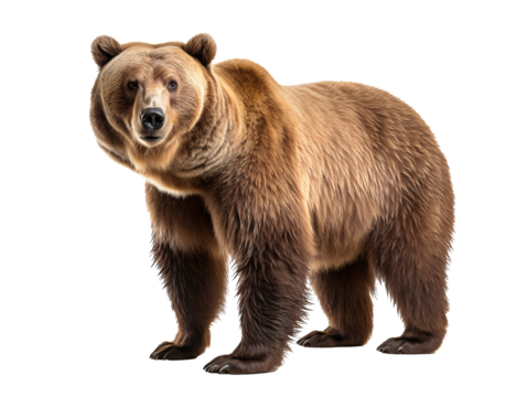 a brown bear standing on a white background