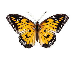 Fototapeta premium a yellow and black butterfly