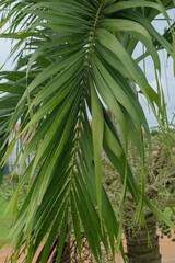 The sharp leaves of a palm tree. Palm leaf on nature green texture background