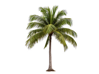 a palm tree with a white background
