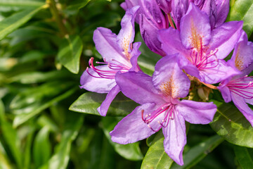 Rhododendron Ponticum plant in Saint Gallen in Switzerland