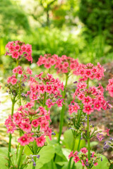 Obraz premium Mealy primrose or Primula Pulverulenta plant in Saint Gallen in Switzerland